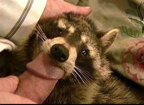 sad racoon blowjob|'sad racoon blowjob' Search .